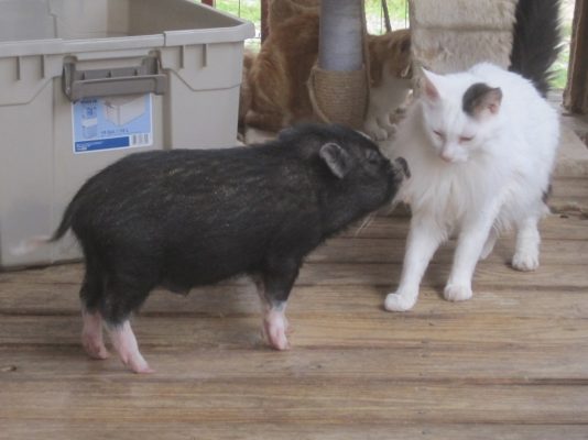 cerdo y gato
